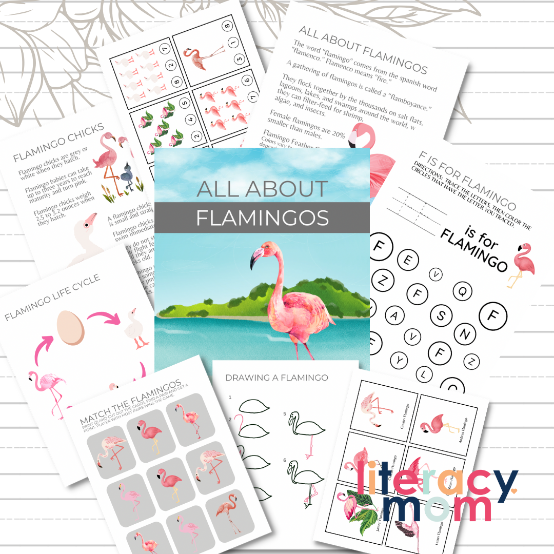 All About Flamingos Study Unit