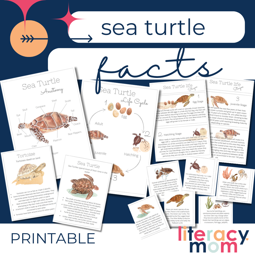 Sea Turtles Fact Sheets