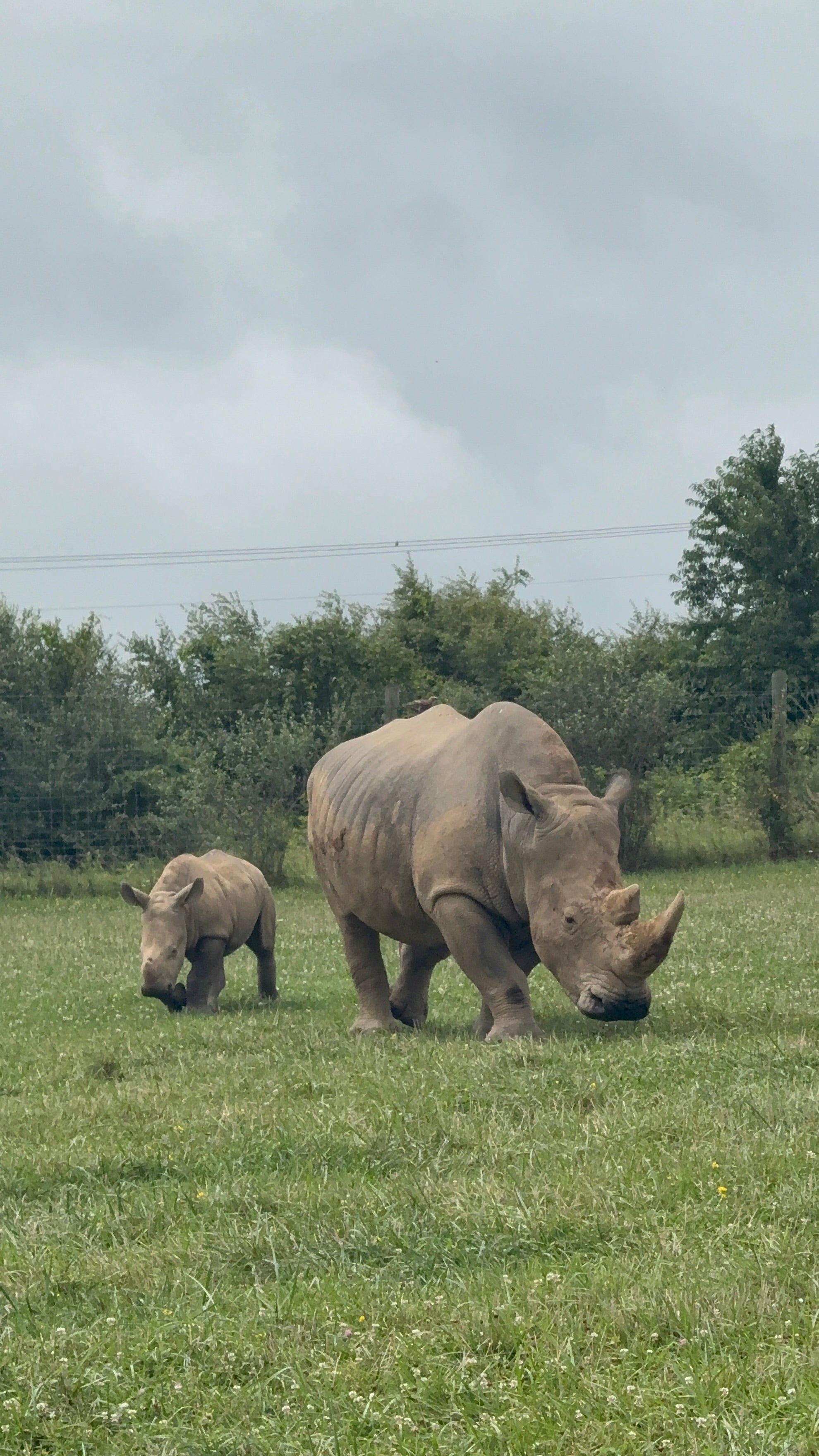The Wilds in Cumberland, Ohio: An African Safari in the Heart of Appalachia